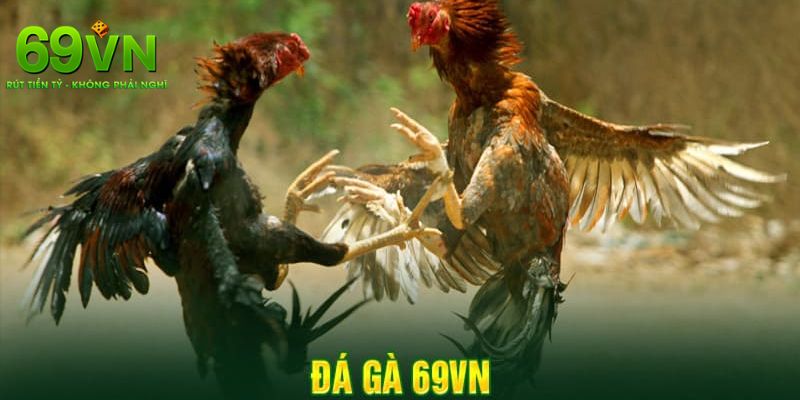 Giới thiệu khái quát đá gà 69VN 
