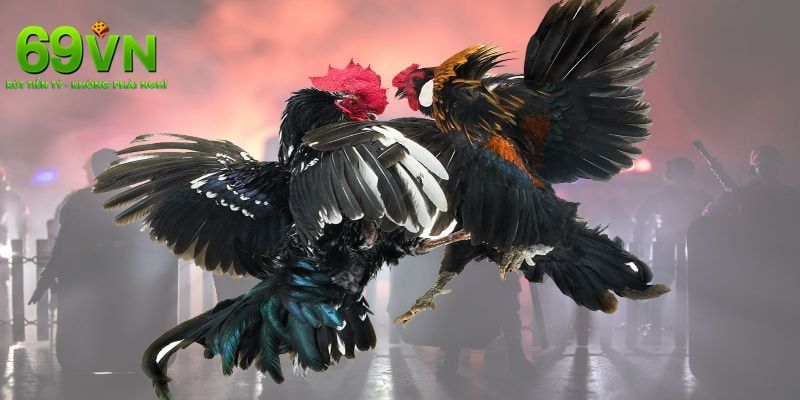 GIới thiệu khái quát đá gà 69VN 