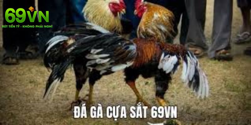 Những hình thức đá gà siêu hot hiện nay